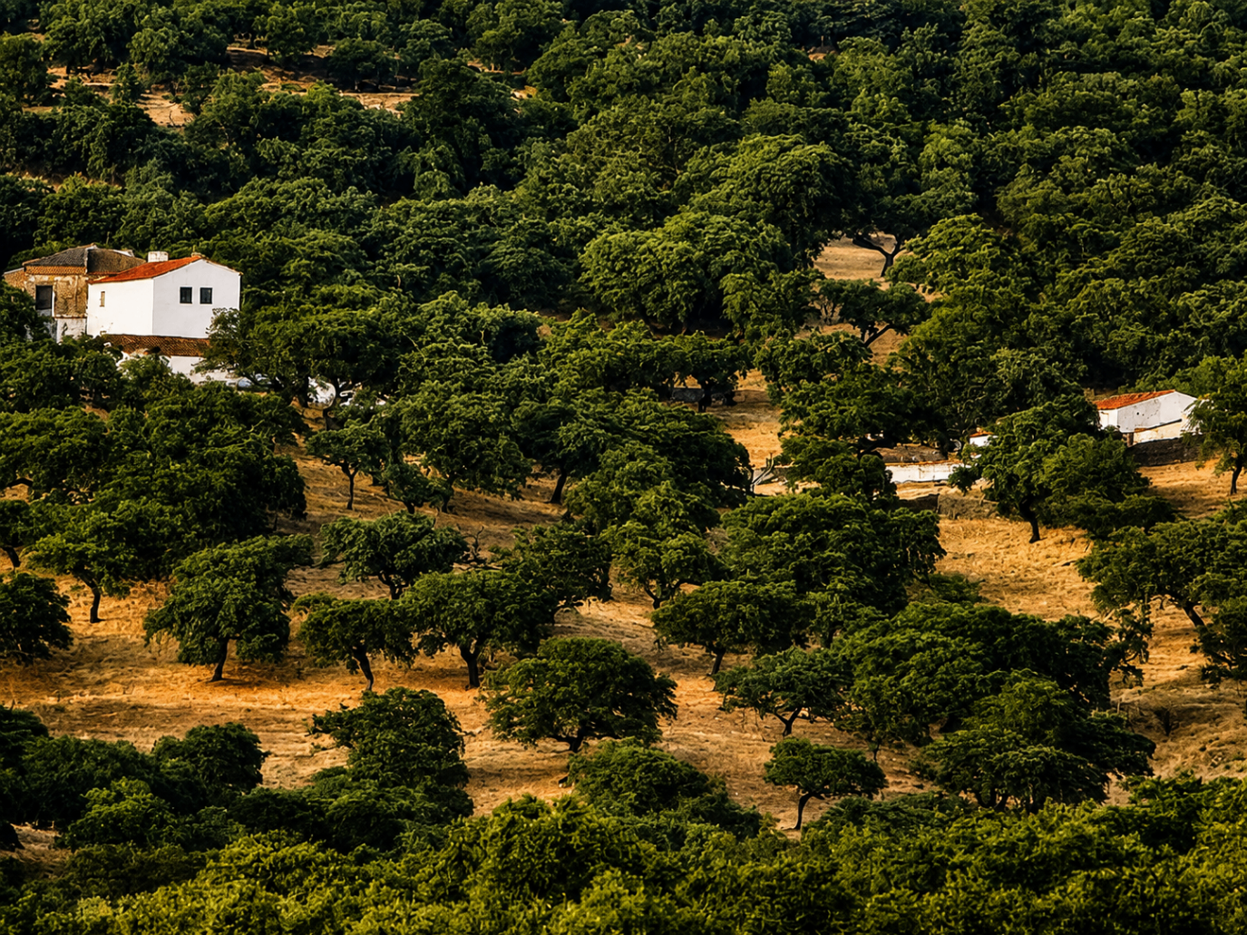CERRO BUREJO — Exteriores 15